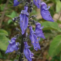 Coleus barbatus var. grandis (L.H.Cramer) A.J.Paton